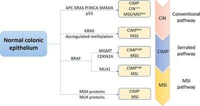 Molecular Network of Colorectal Cancer and Current Therapeutic Options